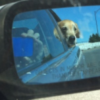 Driving Dog