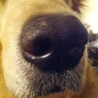 Sniffing Dog